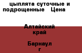 цыплята суточные и подрощенные › Цена ­ 55 - Алтайский край, Барнаул г. Животные и растения » Птицы   . Алтайский край